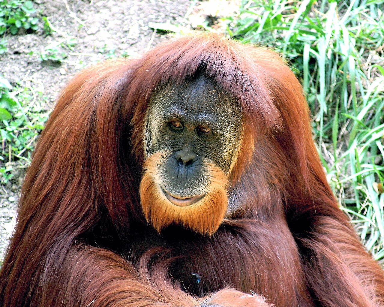 Pengalaman Autentik Kalimantan
